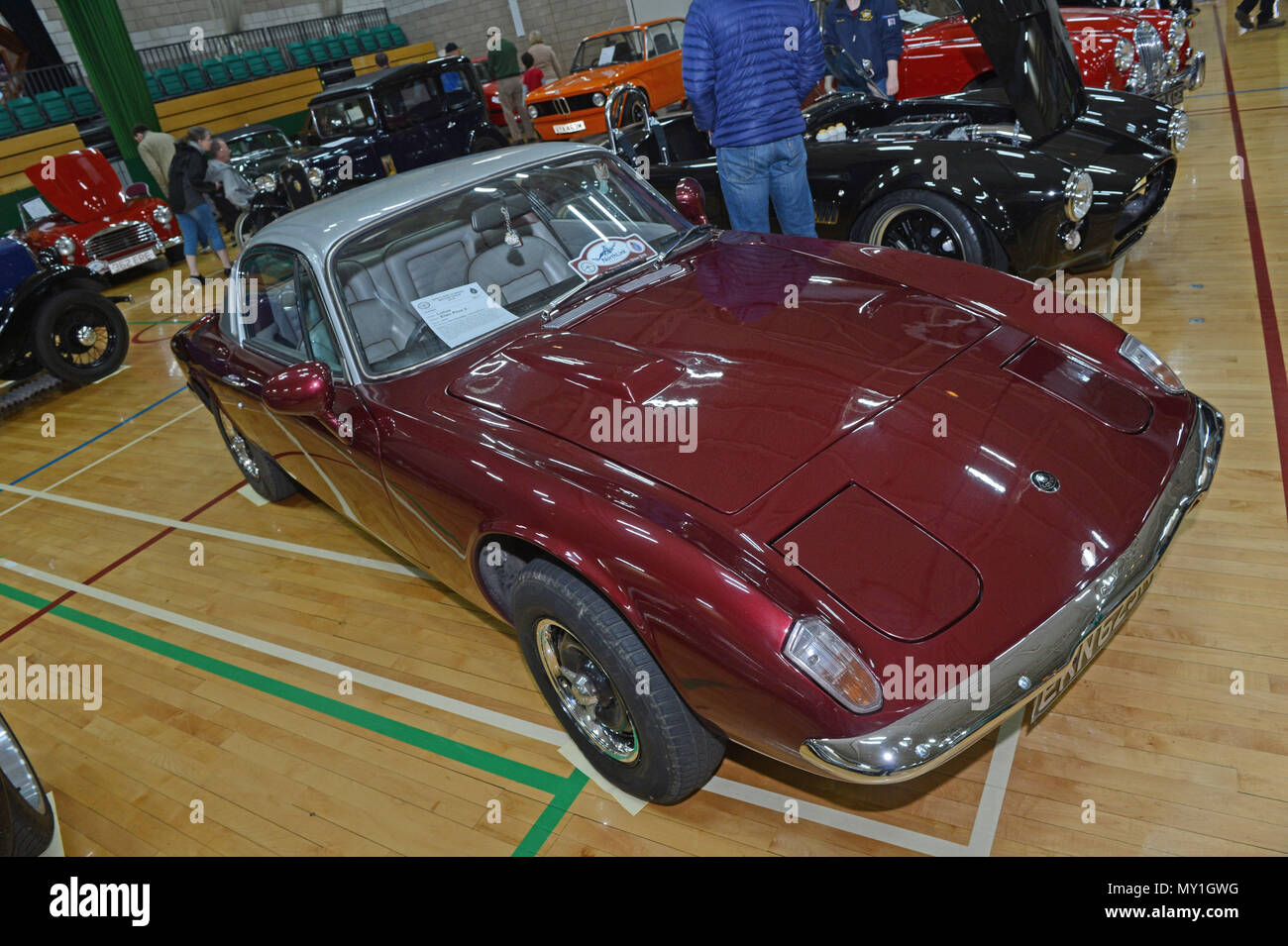 Lotus Elan +2 in Borgogna a Shetland Classic Car Show Foto Stock