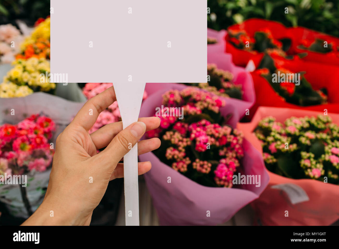 Fiore per la vendita nel mercato, vista in elevazione Foto Stock