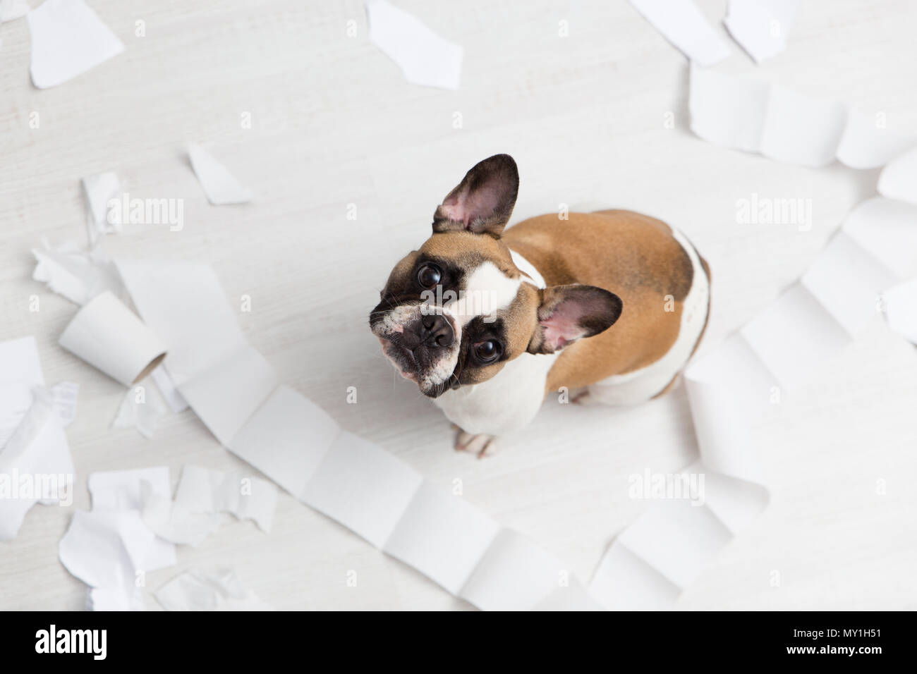 Home pet distruzione sul bagno bianco piano con qualche pezzo di carta igienica. Pet care foto astratte. Piccolo Cane colpevole con faccia buffa Foto Stock
