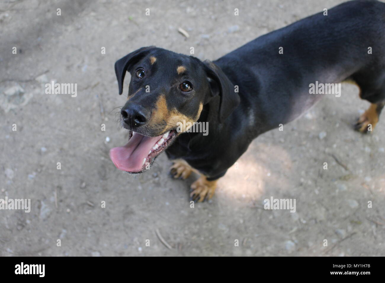 Carino marrone nero cane con la lingua di fuori Foto Stock