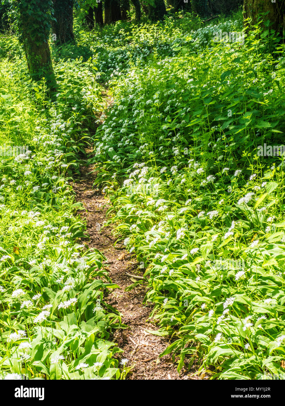 Un sentiero stretto attraverso aglio selvatico o ramsons in fiore in un legno Wiltshire. Foto Stock