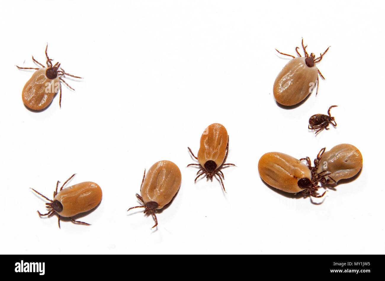 Un sacco di Castor bean zecche, grandi e piccoli, su sfondo bianco Foto Stock