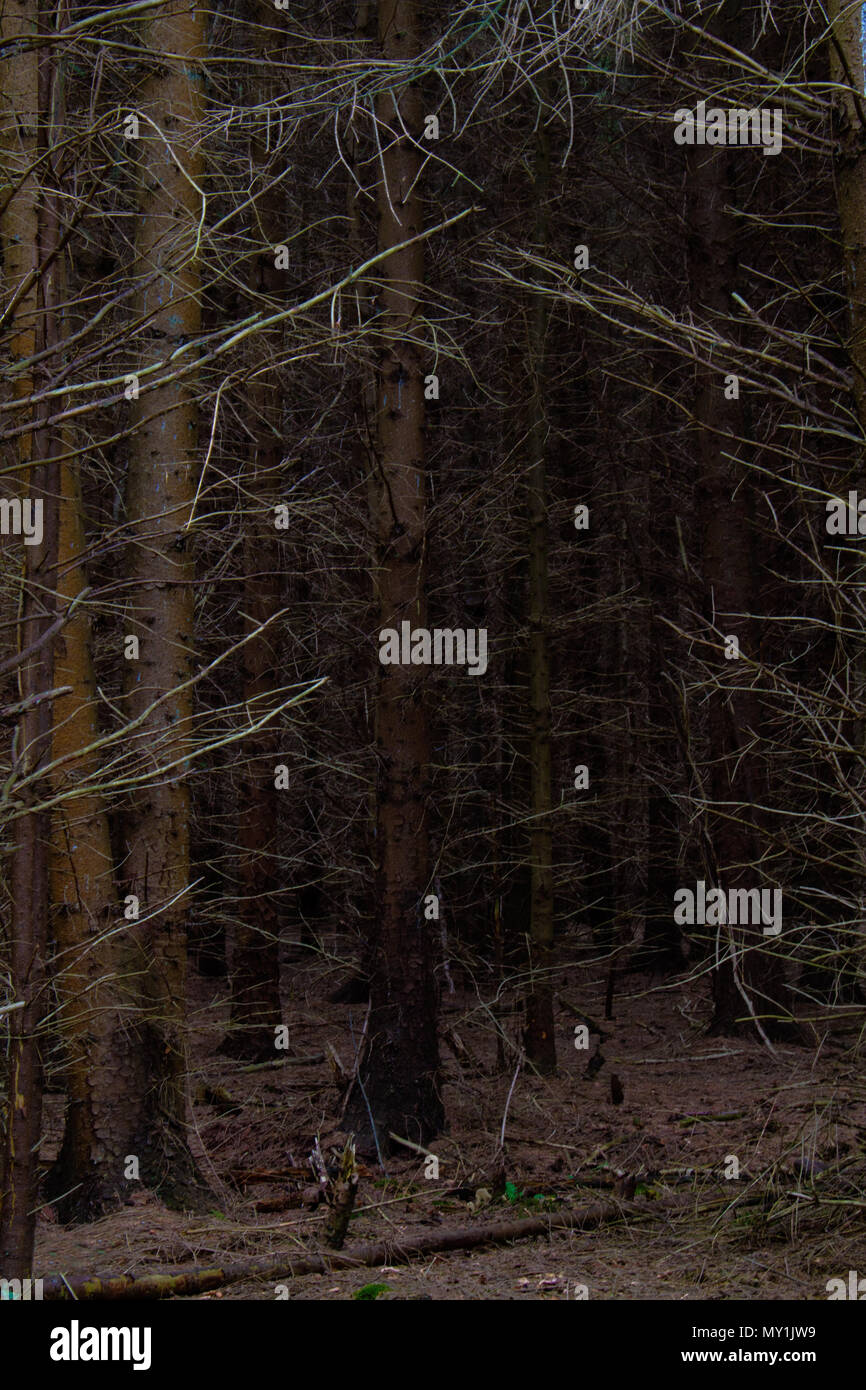 Un molto scura e quasi impenetrabile foresta di pini, un mono cultura di alberi di pino Foto Stock