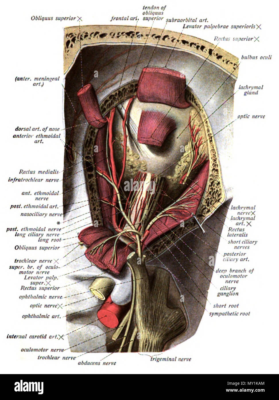 . Inglese: un illustrazione anatomica dal 1908 edizione di Sobotta del Atlante di Anatomia umana . 22 ottobre 2013, 00:36:04. Il dott. Johannes Sobotta 494 Sobo 1909 546 Foto Stock