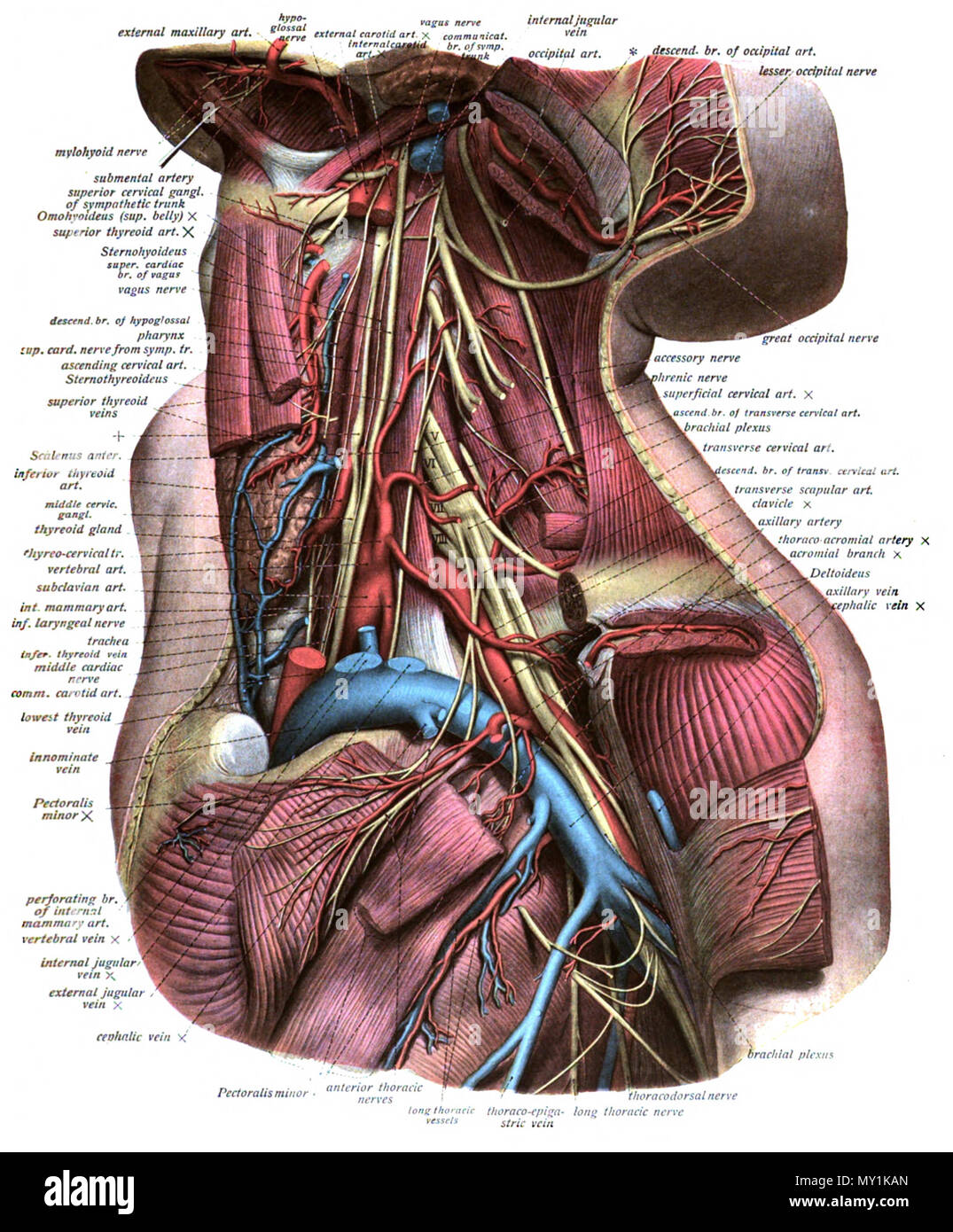 . Inglese: un illustrazione anatomica dal 1908 edizione di Sobotta del Atlante di Anatomia umana . 22 ottobre 2013, 00:36:01. Il dott. Johannes Sobotta 494 Sobo 1909 551 Foto Stock