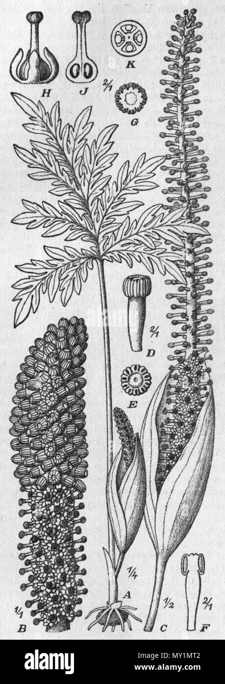 . Inglese: Taccarum weddellianum disegno da Das Pflanzenreich . 1920. Disegno: Pohl (d. 1939) e Engler (d. 1930) 511 Taccarum weddellianum disegno Foto Stock