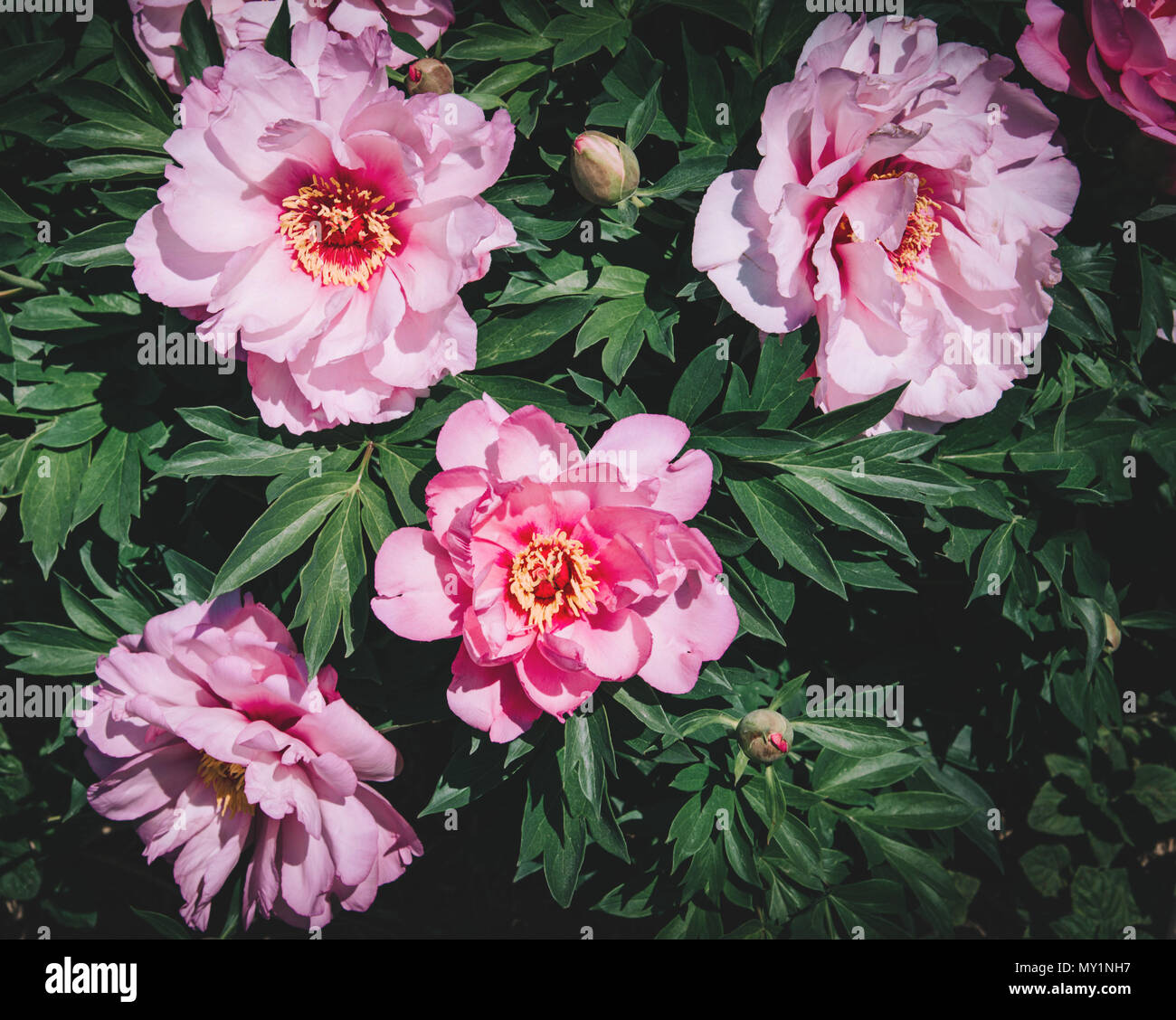 Peonia Rosa fiori sfondo. Foto Stock