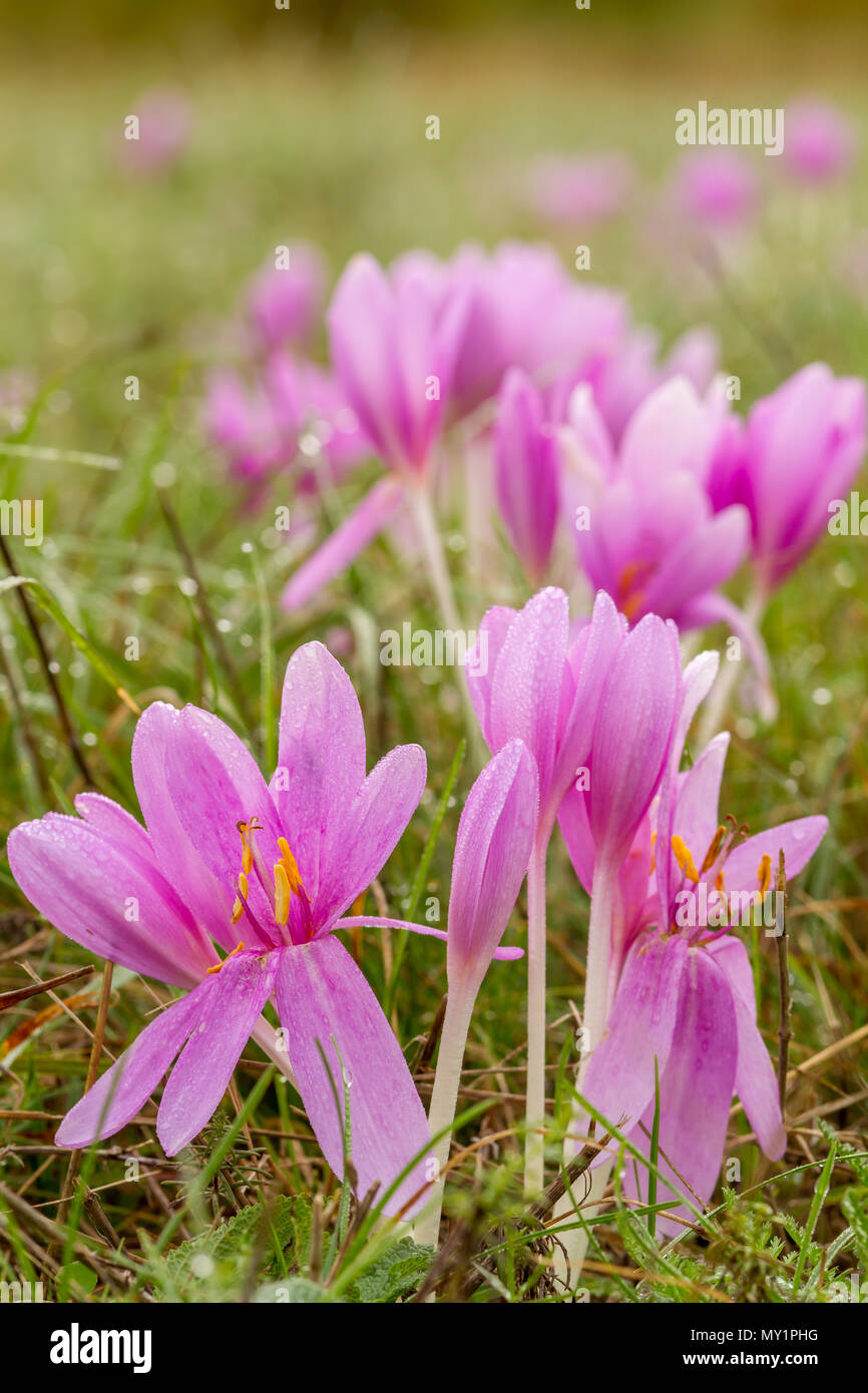 Autunno bello fiori nel prato, Colchicum Foto Stock