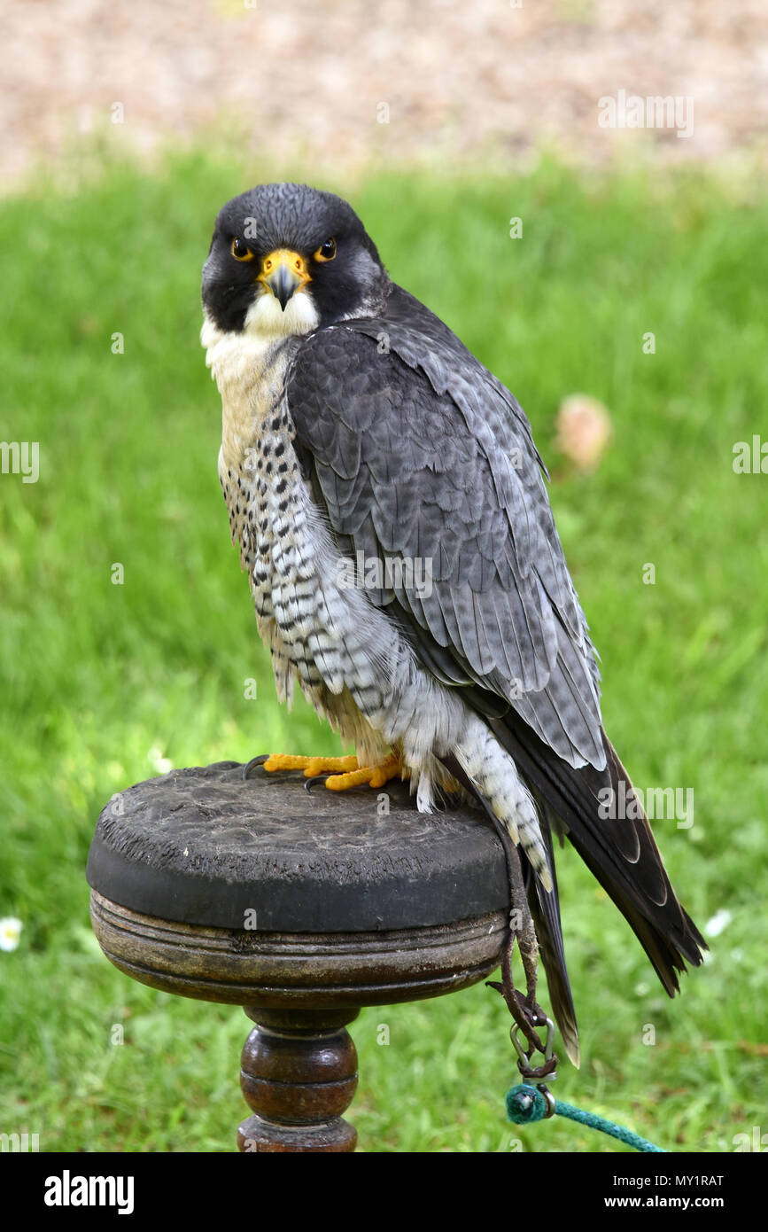 Un maschio di falco pellegrino (Falco peregrinus) teathered al suo appoggio post in Hawk Conservancy fiducia nell Inghilterra del Sud Foto Stock
