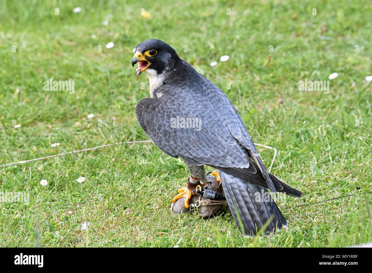 Un maschio di falco pellegrino (Falco peregrinus) avendo appena catturato il suo esca in un pubblico spettacolo al Hawk Conservancy fiducia nell Inghilterra del Sud Foto Stock