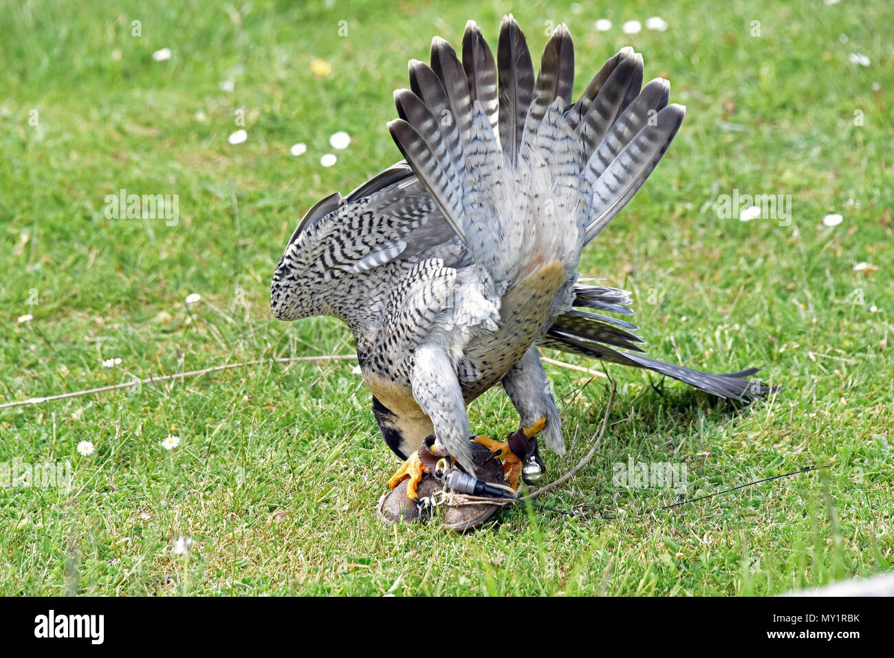 Un maschio di falco pellegrino (Falco peregrinus) divora la sua esca in un pubblico spettacolo al Hawk Conservancy fiducia nell Inghilterra del Sud Foto Stock