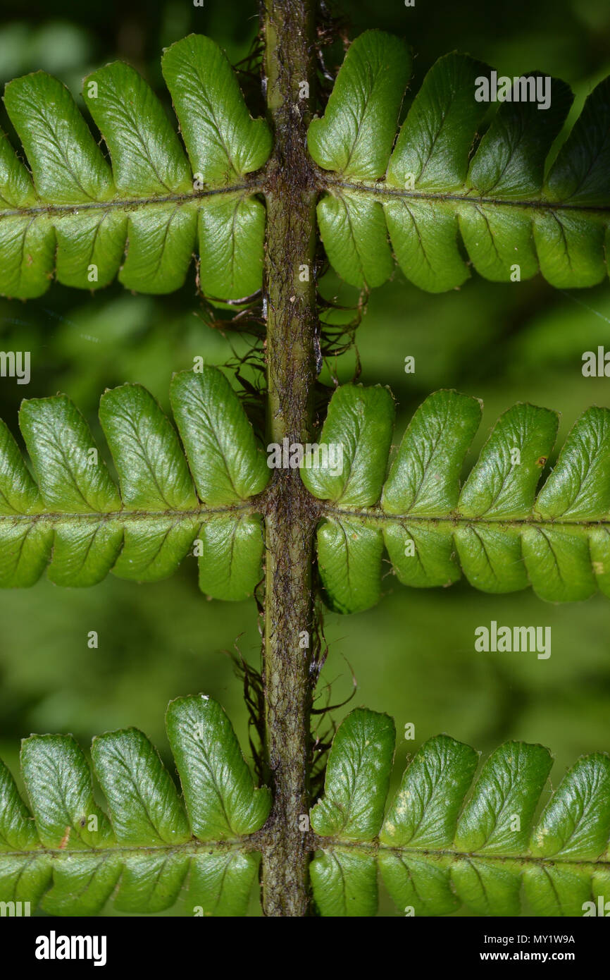 Dettaglio di fern frond, mostrando la metà di nervatura o il rachide. Foto Stock