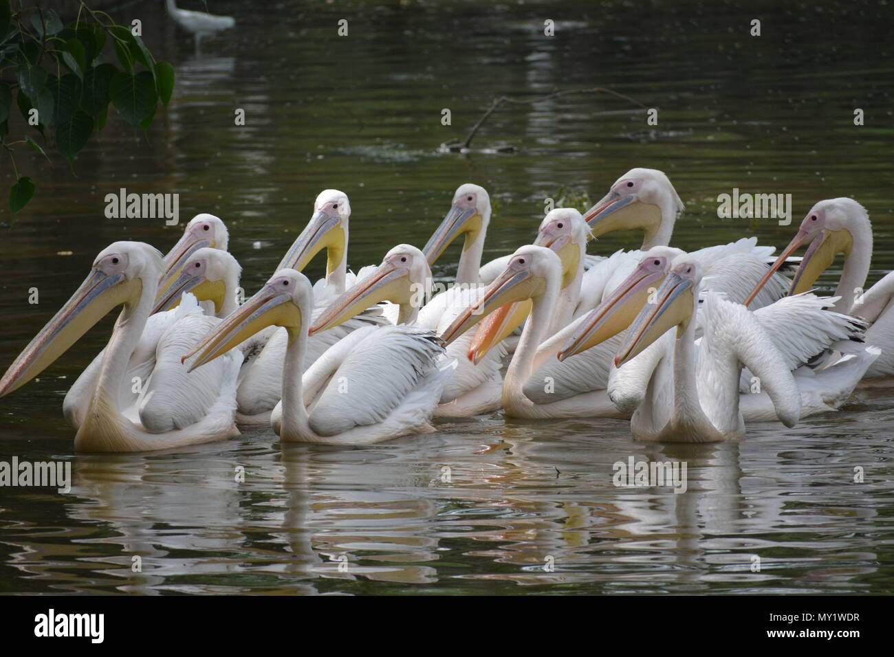 Pelican ottimistico gruppo presso lo zoo di Delhi Foto Stock