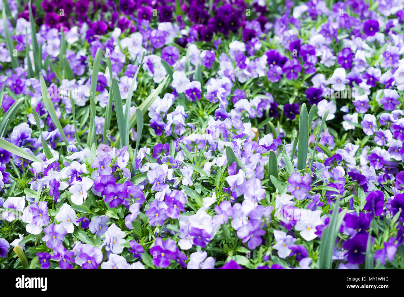 Primo piano della piccola viola e fiori bianchi Foto Stock