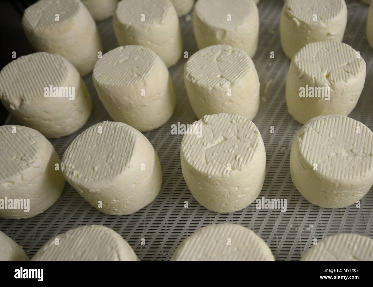 Prodotti lattiero-caseari di pecora Foto di formaggio a pasta morbida 05/01/2016 Foto Stock