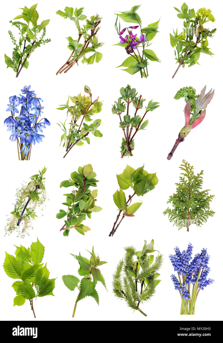 Aprile europei di primavera piante selvatiche e fiori set. Isolato su bianco studio riprese macro. Le immagini a grandezza trovare nel mio portafoglio Foto Stock