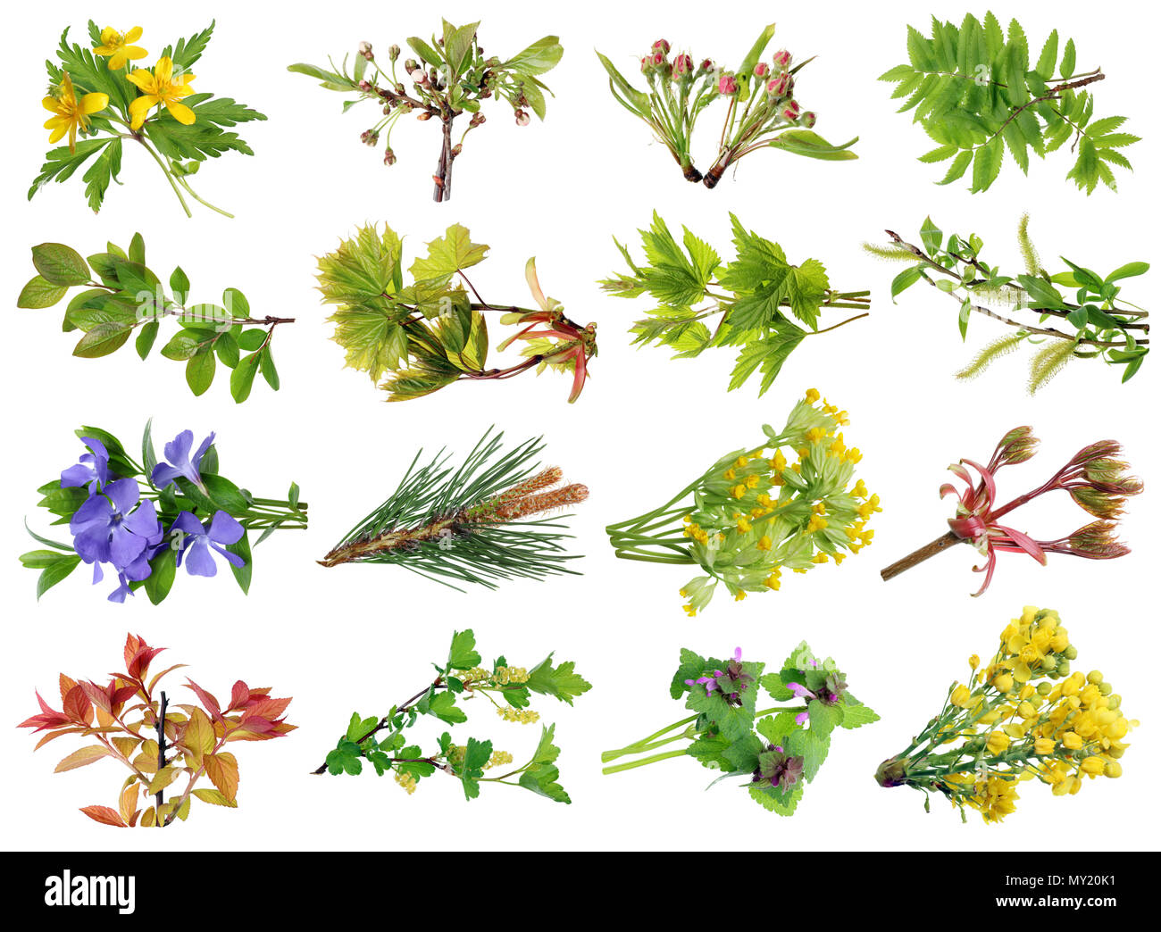 Aprile molla selvatico europeo di ramoscelli di alberi e fiori. Isolato su bianco studio riprese macro. Le immagini a grandezza trovare nel mio portafoglio Foto Stock