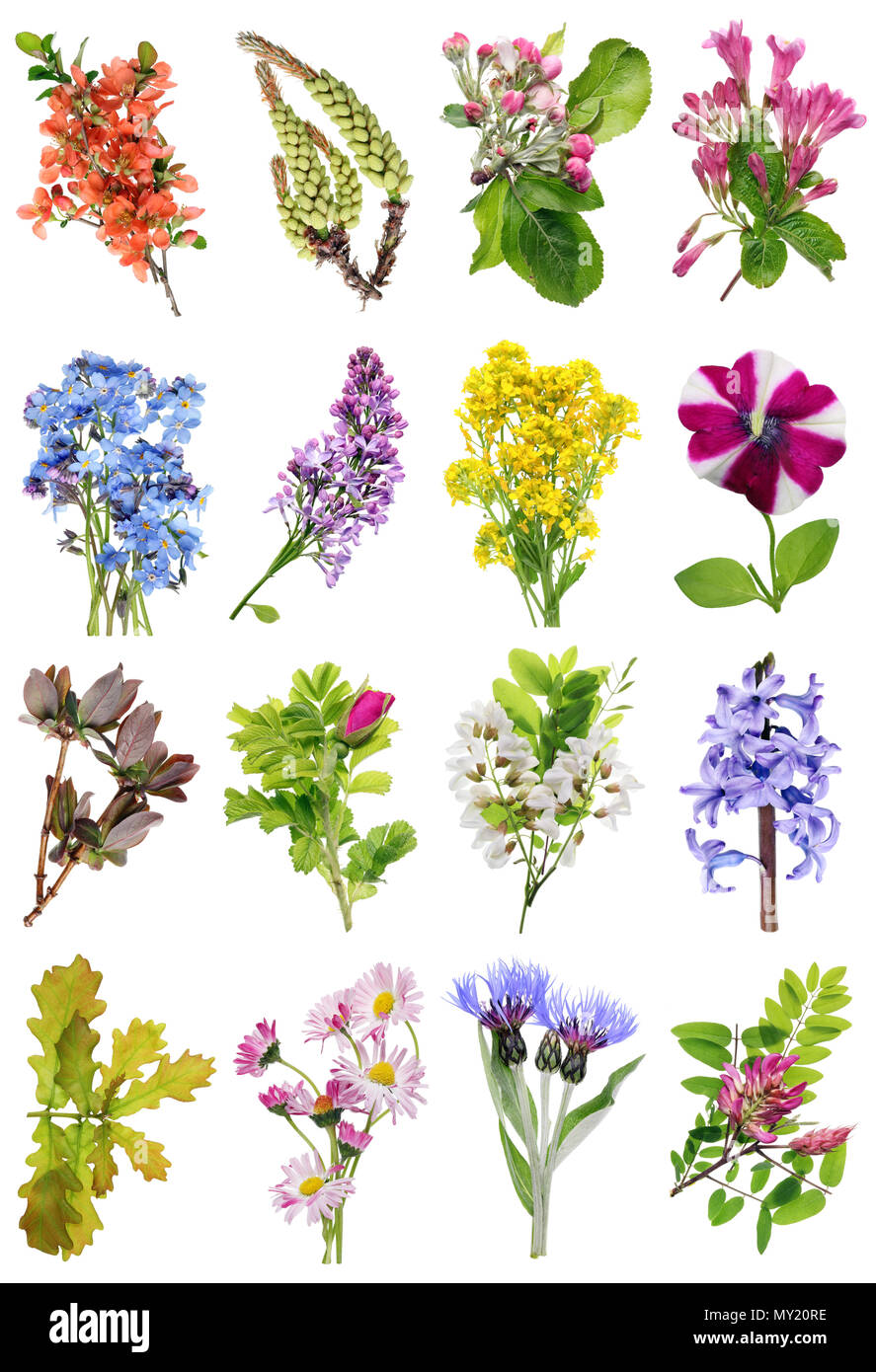 La molla può selvatico europeo piante e fiori set. Isolato su bianco studio riprese macro. Le immagini a grandezza trovare nel mio portafoglio Foto Stock