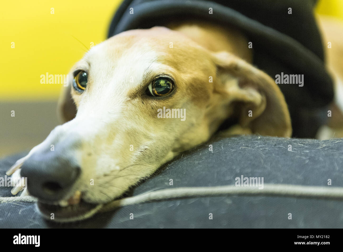 La faccia di un cane può essere di dolcezza infinita, come questo maschio di spagnolo Greyhound. Foto Stock