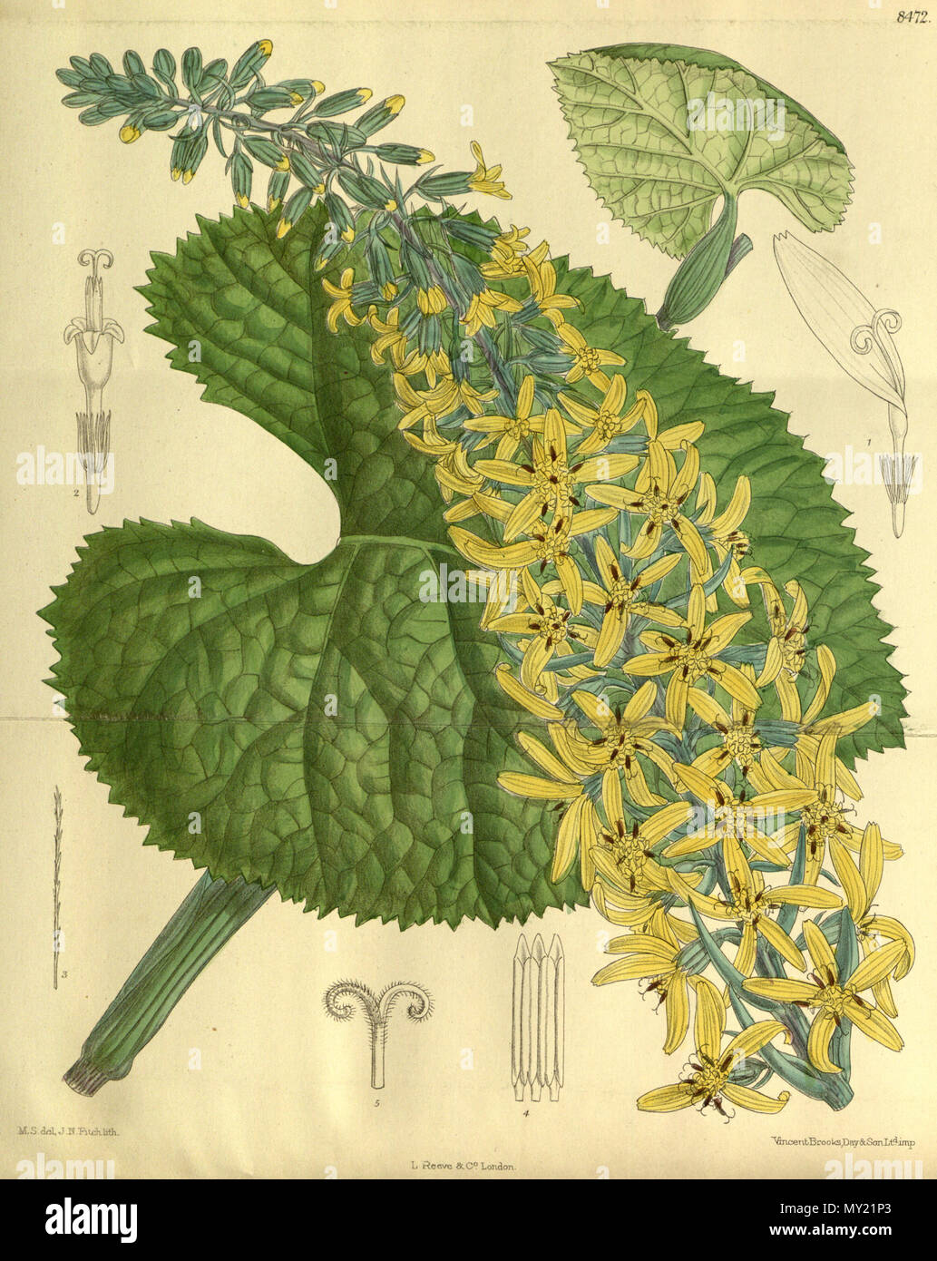 . Senecio stenocephalus (= Ligularia stenocephala), Asteraceae . 1913. M.S. del, J.N.Fitch, lith. 481 Senecio stenocephalus 139-8472 Foto Stock