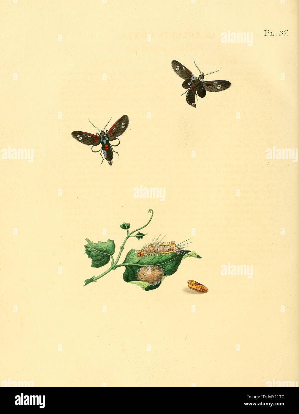 . Illustrazione di: unidentified butterfly, descritto come Glaucopis comta. 1848. Jan Sepp (1778 - 1853) 482 Sepp-Surinaamsche vlinders - pl 037 piastra descr. Come Glaucopis comta Foto Stock