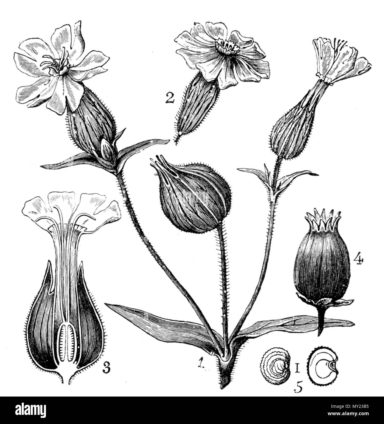 . Disegno di Silene latifolia; 1. parte dell'infiorescenza/Blütenzweig, 2 maschio fiore/männliche Blüte, 3 fiore femmina/weibliche blüte, 4 frutti/Frucht, 5 seme/stessa scansione. 17 luglio 2006. de:Benutzer:Griensteidl 488 Silene latifolia da Strassburger Foto Stock