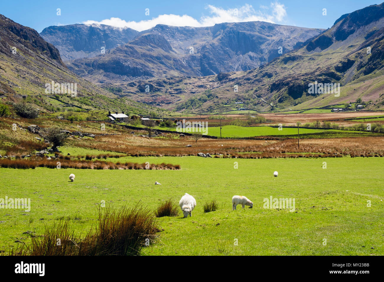Vista di Nant Ffrancon valle a Glyder montagne con pecore al pascolo su un gallese Agriturismo nel Parco Nazionale di Snowdonia. Ogwen, Bethesda, Galles del Nord, Regno Unito Foto Stock