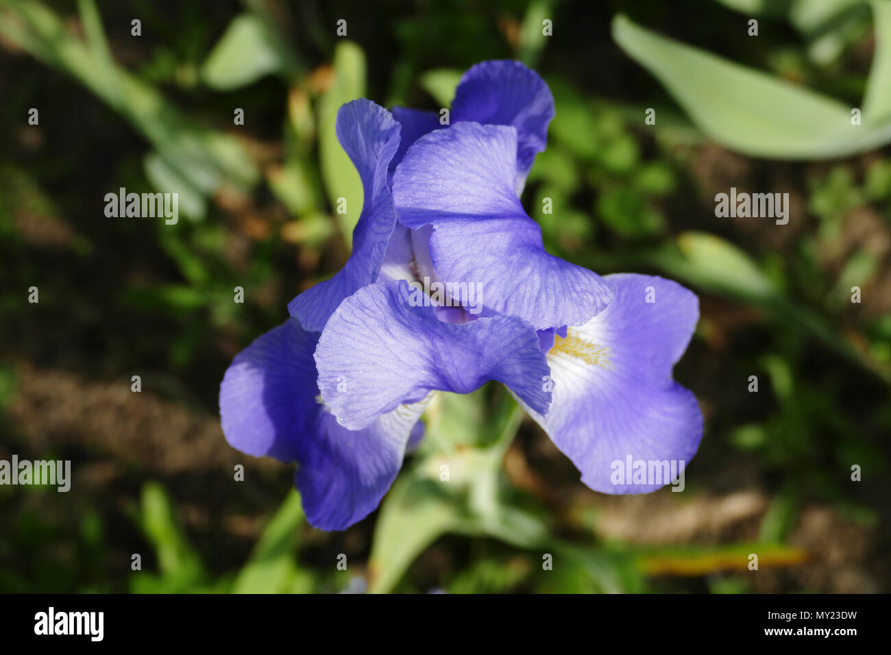 Fiore di Iris Iris (x barbata Hort, iridaceae). Suzanne 's giardino, Le Pas, Mayenne, Pays de la Loire, Francia. Foto Stock