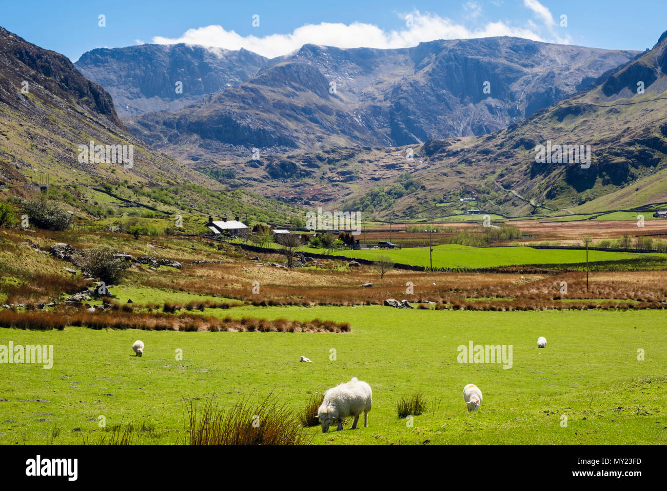 Guardando la valle di Nant Ffrancon verso le montagne Glyderau con pecore al pascolo in campi di campagna nel Parco Nazionale di Snowdonia. Ogwen BethesdaNorth Wales Regno Unito Foto Stock