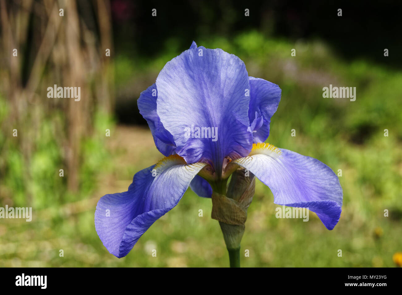Fiore di Iris (Iris barbata, iridaceae). Suzanne 's giardino, Le Pas, Mayenne, Pays de la Loire, Francia. Foto Stock