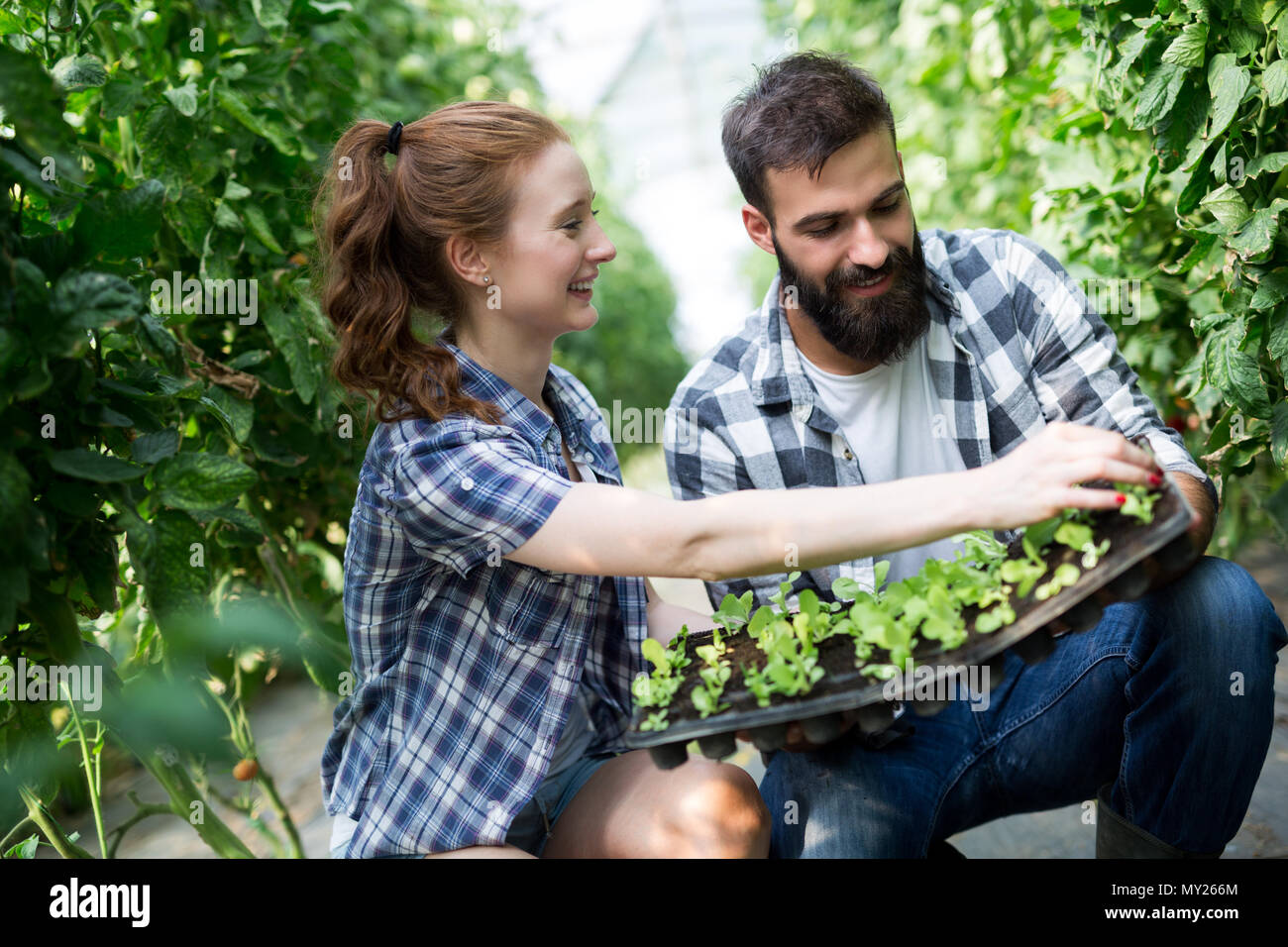 Piantine di pomodoro. La coltivazione di pomodori in serra Foto Stock