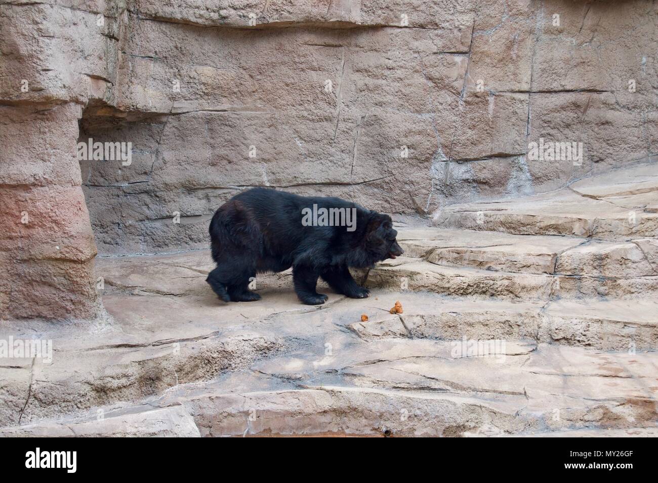 Bellissima vista di un enorme orso nero americano che cammina sulle rocce Foto Stock
