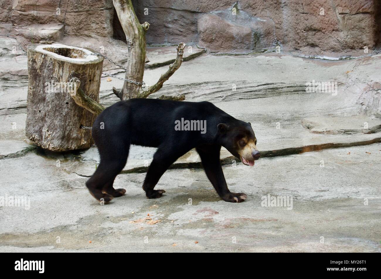 Bellissima vista di un enorme orso nero americano che cammina sulle rocce Foto Stock