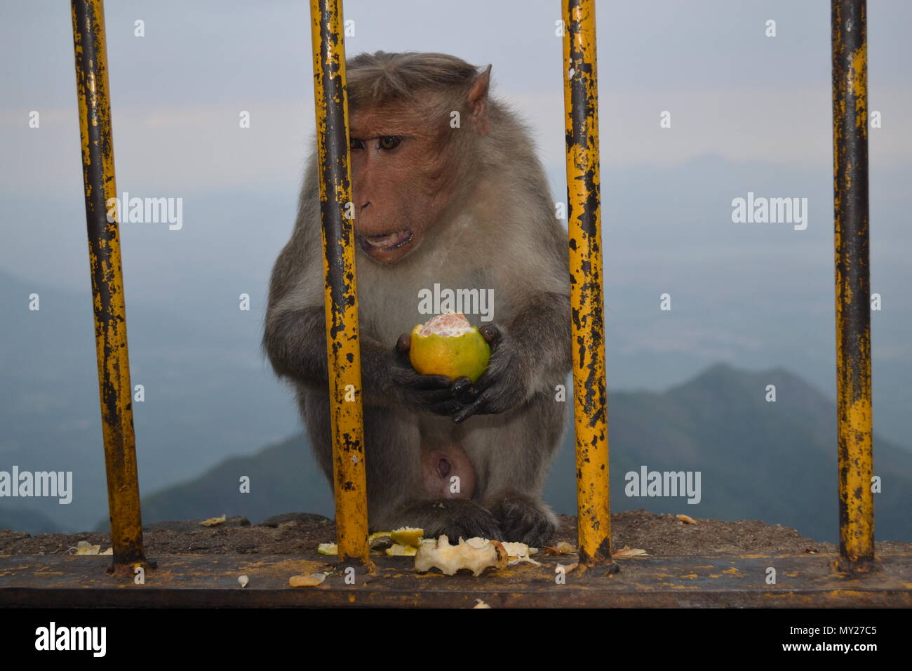 Monkey mangiare un arancio Foto Stock