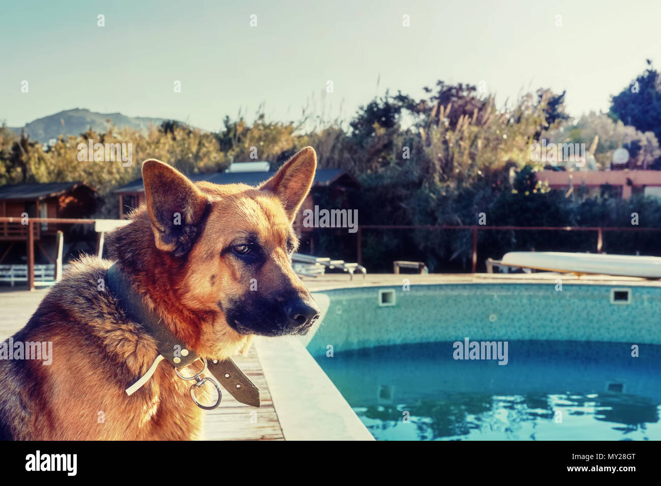 Ritratto di testa di un pastore tedesco cane in piedi vicino a una piscina esterna Foto Stock