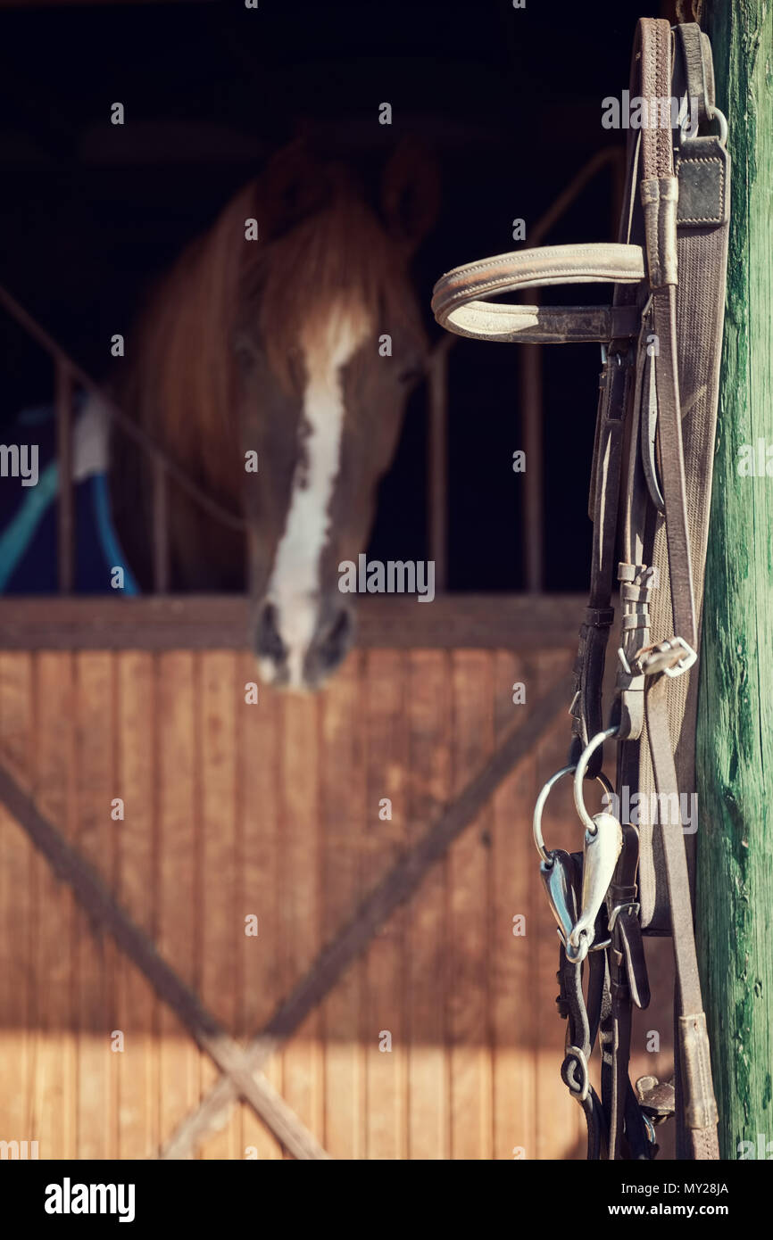 Chiudere fino in cuoio briglia di cavallo appesi al palo di legno di un allevamento di cavalli. Un cavallo in background. Foto Stock