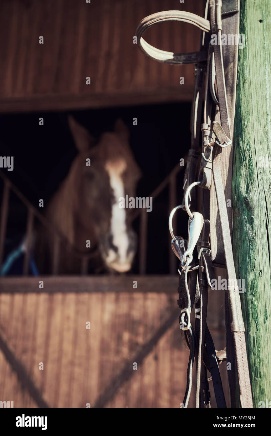 Vintage briglia di cavallo appesi al palo di legno di un fienile. Un cavallo in background. Foto Stock