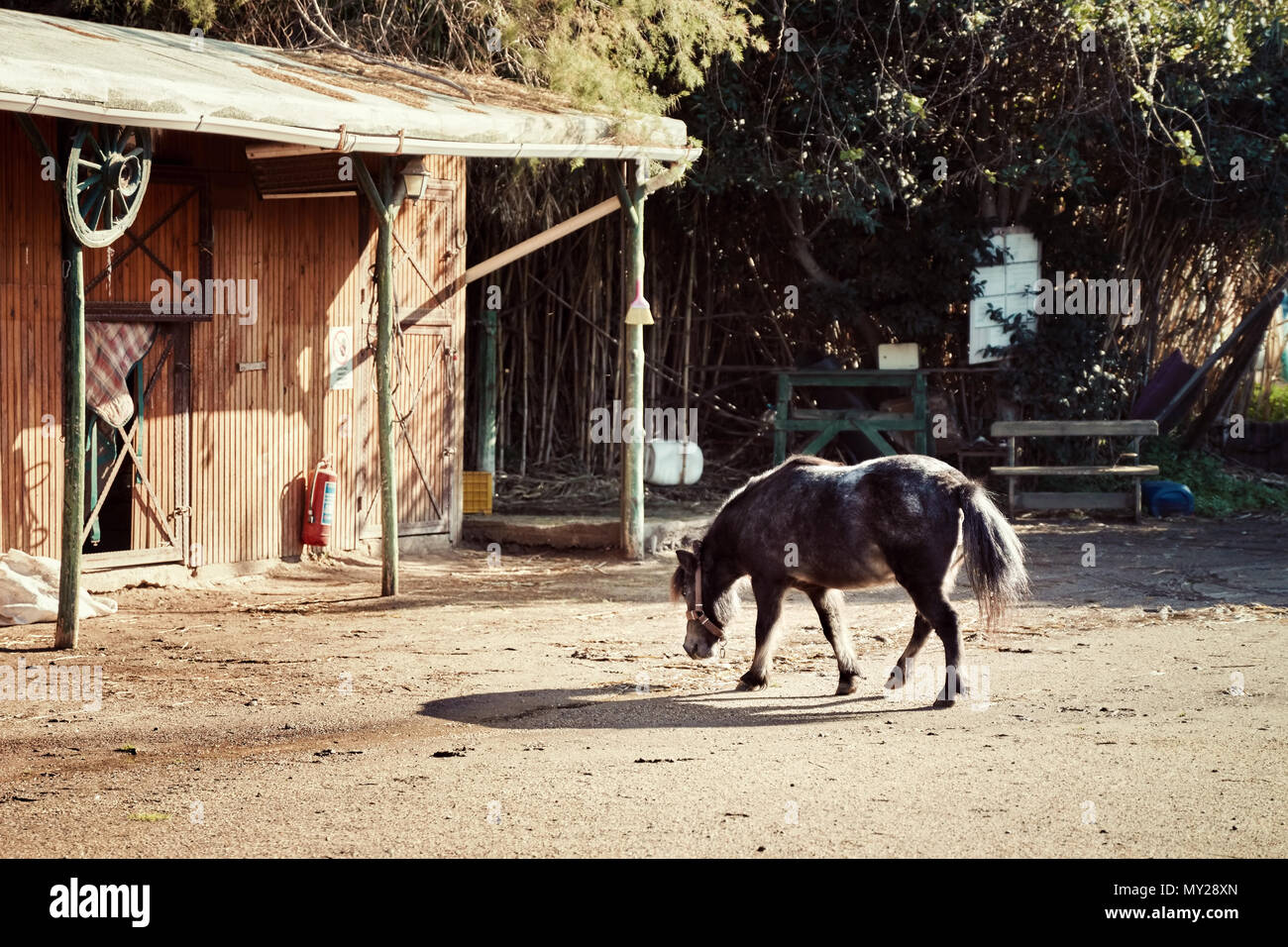 Little Black pony camminando verso la stabile in un allevamento di cavalli in una giornata di sole Foto Stock
