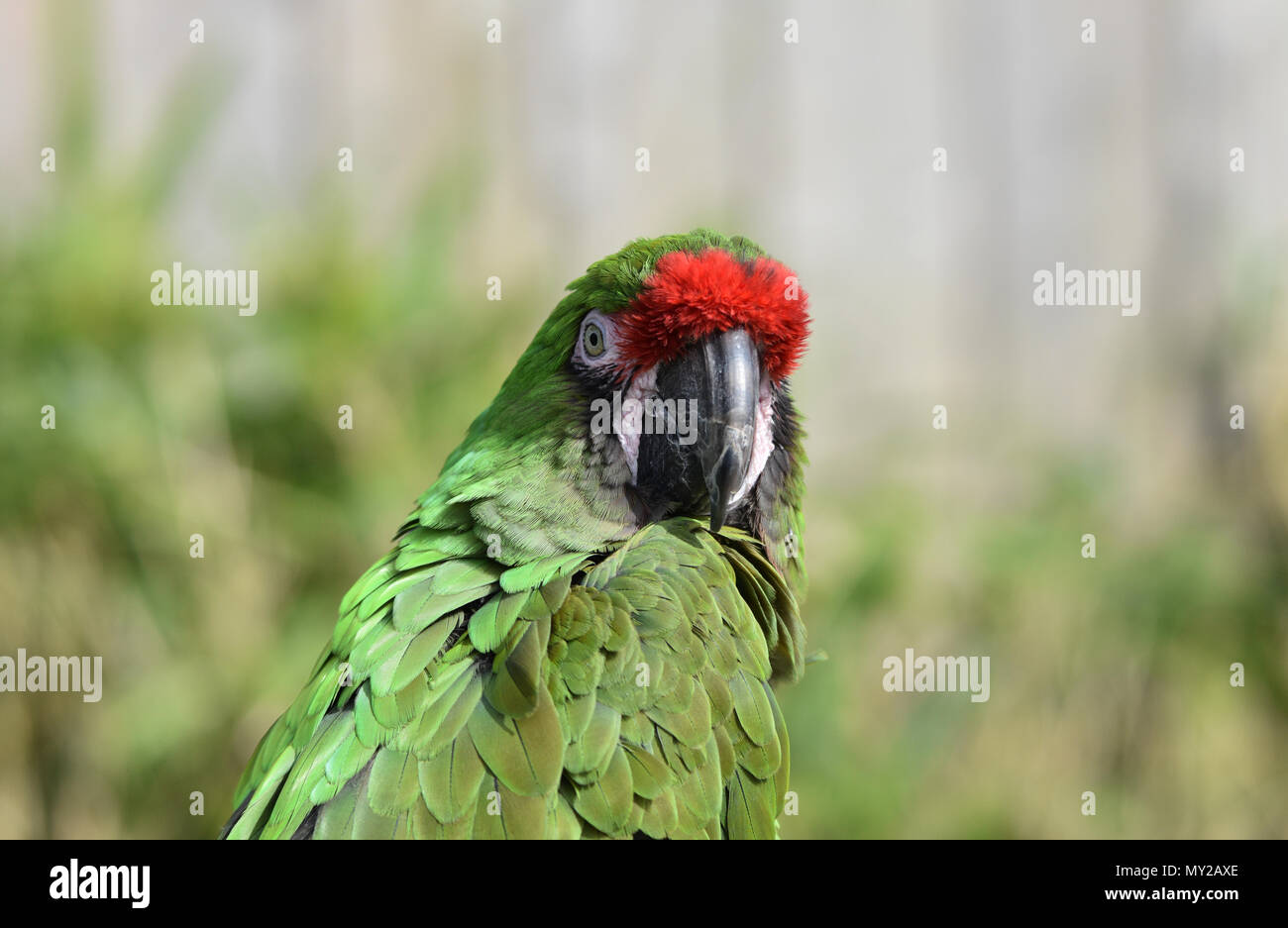 Green Macaw Bird Foto Stock
