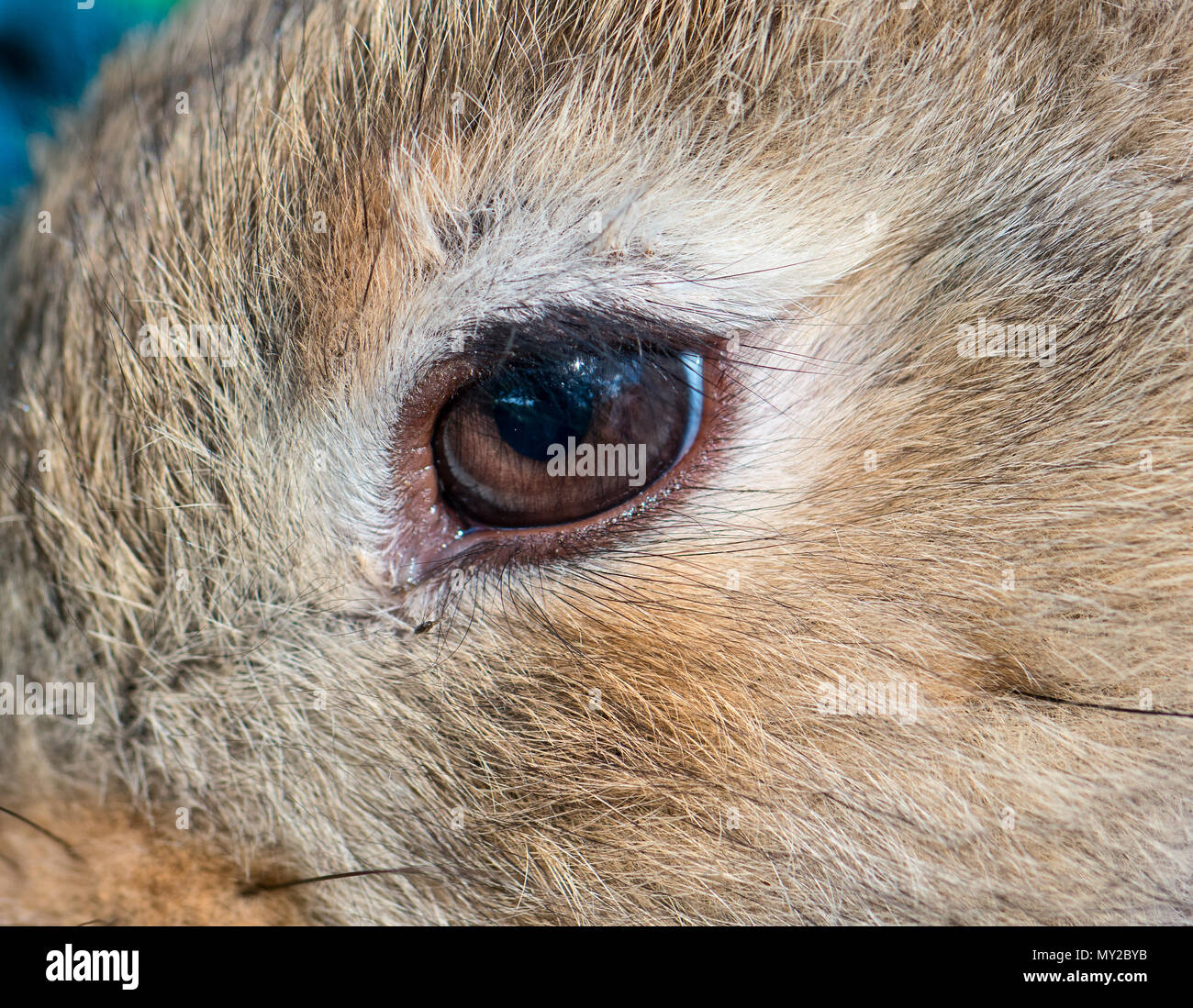 Bella occhi di un giovane coniglio grigio closeup Foto Stock