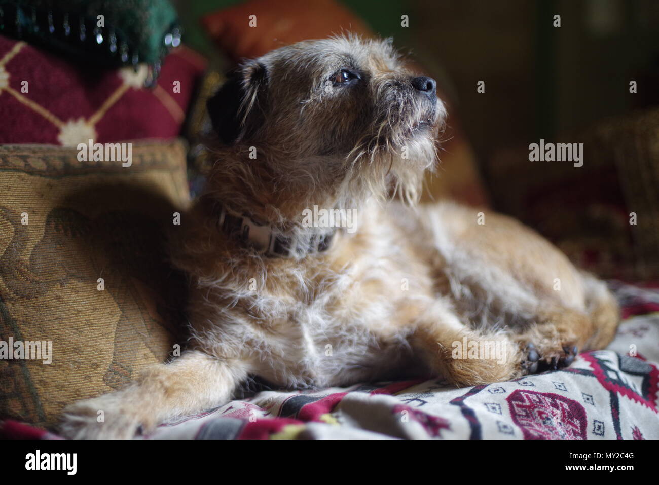 Border Terrier ritratto Foto Stock