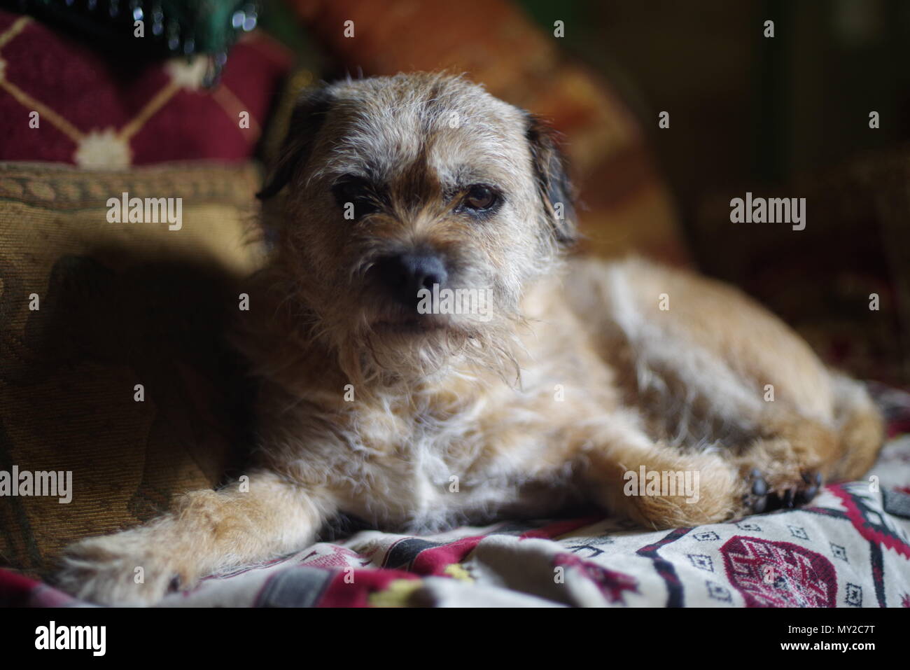 Border Terrier ritratto Foto Stock