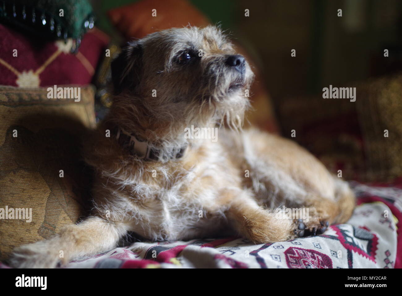 Border Terrier ritratto Foto Stock