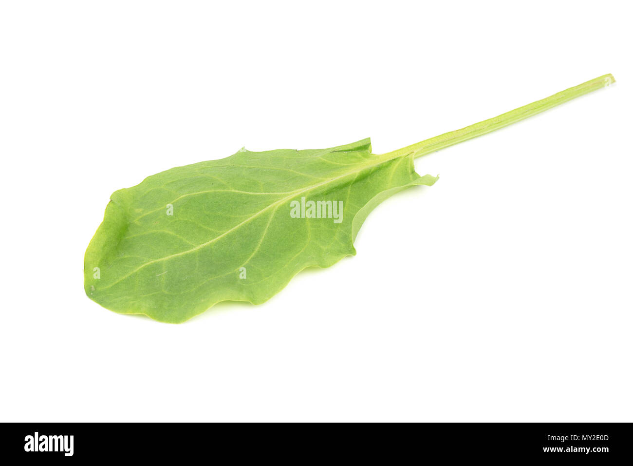 Spinaci freschi leaf isolati su sfondo bianco Foto Stock