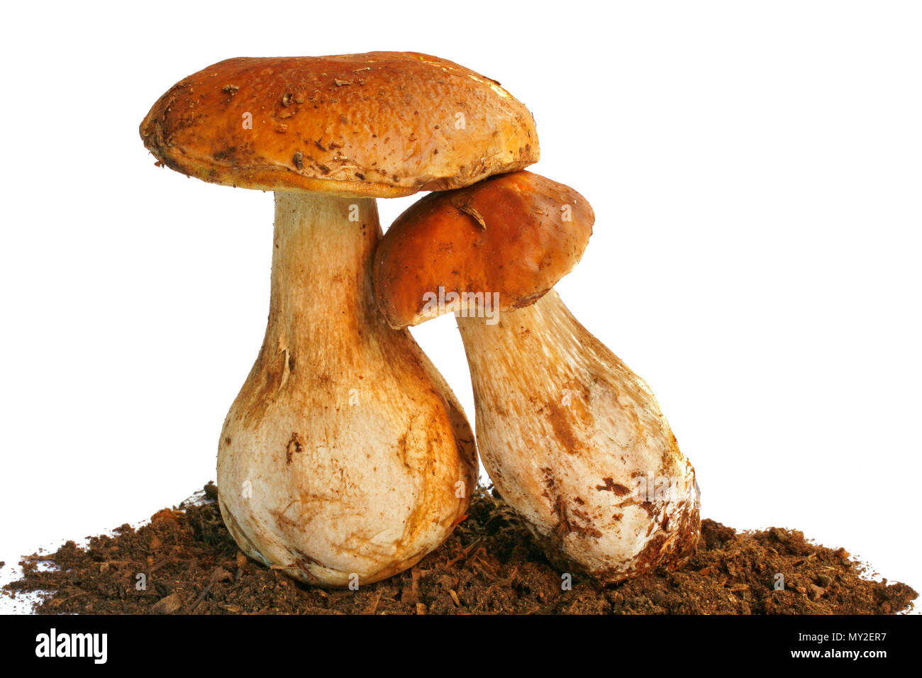 Due Boletus Edulis funghi su sfondo bianco 4 Foto Stock