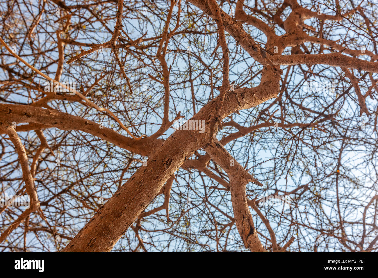 Asciugare i rami degli alberi visto da sotto. Foto Stock