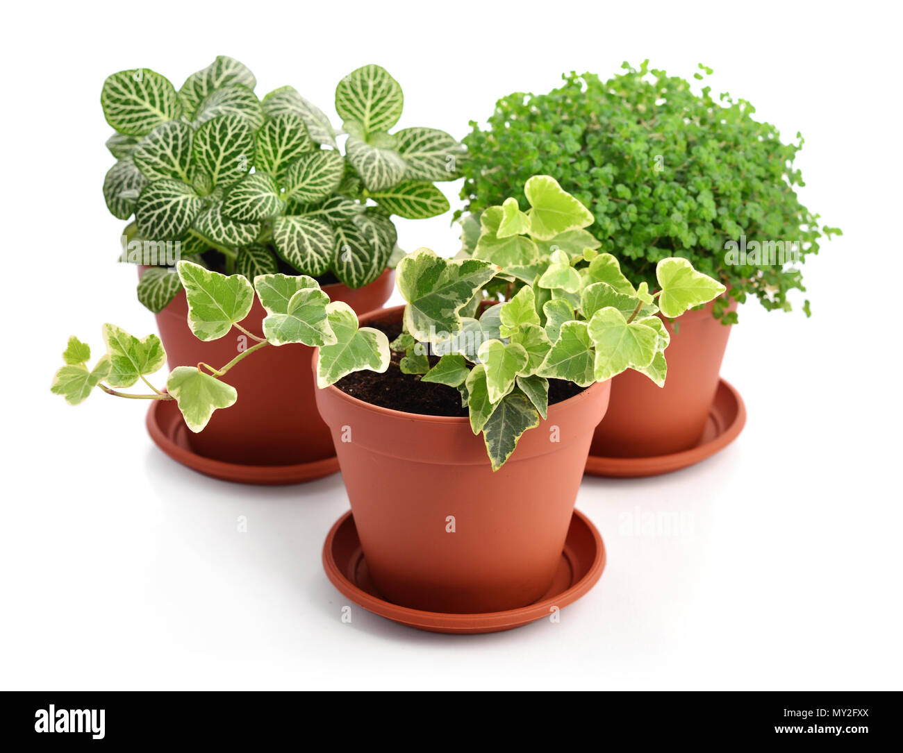 Casa piante Fittonia, Hedera e Helxine soleirolii in vasi da fiori isolati su sfondo bianco Foto Stock