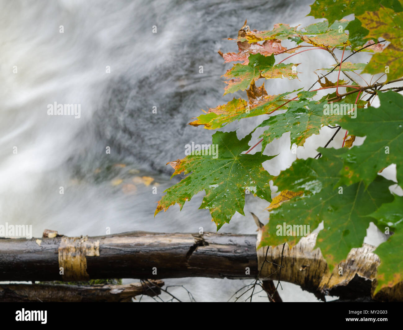 I colori autunnali su un flusso rapido Foto Stock