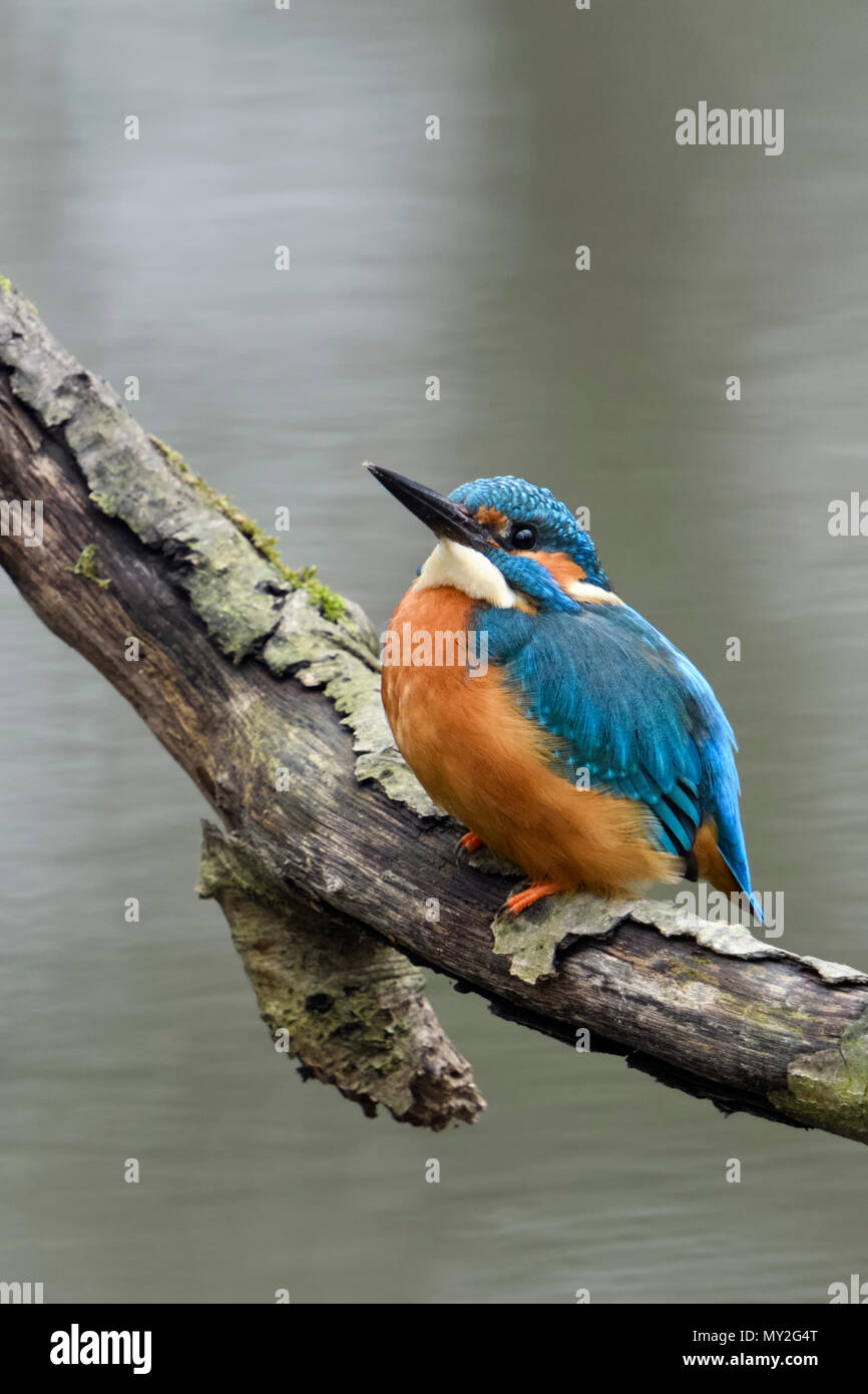 Eurasian Kingfisher ( Alcedo atthis ) adulto in primavera, appollaiato su un ramo, attenta a guardare il cielo, attento tipico comportamento, la fauna selvatica, E Foto Stock