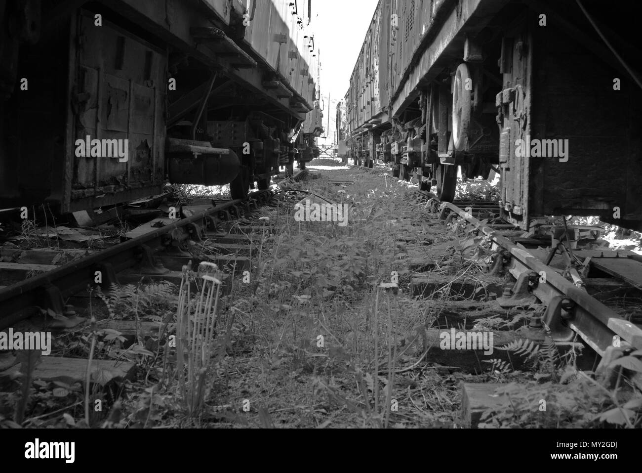 Può-14-2018, Carrog stazione ferroviaria, Wales, Regno Unito - Linea ferroviaria schierandosi con dis-utilizzati treni passeggeri (sinistra) vecchio treno di merci (a destra). Foto Stock